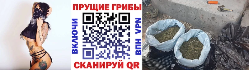 купить наркоту  Жиздра  Псилоцибиновые грибы прущие грибы 